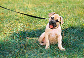 PUP 14 CE0092 01
American Pit Bull Terrier Puppy On Leash Sitting On Grass