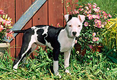 PUP 14 CE0094 01
American Pit Bull Terrier Puppy Standing By Barn And Flowers