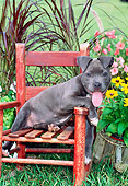 PUP 14 CE0095 01
American Pit Bull Terrier Puppy Sitting On Chair By Flowers