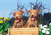 PUP 14 CE0096 01
Two American Pit Bull Terrier Puppies Sitting In Flower Cart
