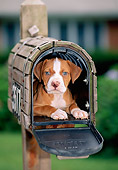 PUP 14 CE0097 01
American Pit Bull Terrier Puppy Laying Inside Mailbox