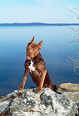 PUP 14 CE0099 01
American Pit Bull Terrier Puppy Stepping On Rocks By Water