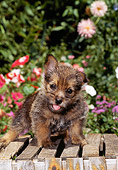 PUP 14 CE0102 01
Norwich Terrier Puppy Standing On Wooden Crate By Flowers