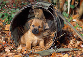 PUP 14 CE0105 01
Norfolk Terrier Puppy Sitting Inside Barrel In Leaves
