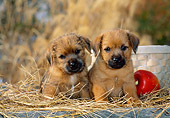 PUP 14 CE0106 01
Two Norfolk Terrier Puppies Sitting In Dry Grass With Apple And Basket