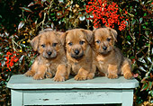 PUP 14 CE0107 01
Three Norfolk Terrier Puppies Sitting On Bench By Berry Bush
