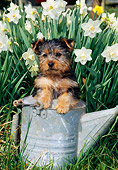 PUP 14 CE0108 01
Silky Terrier Puppy Standing In Pail By White Daffodils