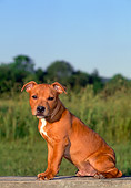 PUP 14 CE0109 01
Staffordshire Bull Terrier Puppy Sitting On Bench In Field
