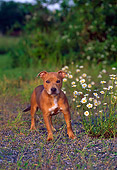 PUP 14 CE0110 01
Staffordshire Bull Terrier Puppy Standing In Field By Flowers
