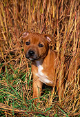 PUP 14 CE0111 01
Staffordshire Bull Terrier Puppy Sitting In Tall Grass In Field