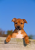 PUP 14 CE0112 01
Staffordshire Bull Terrier Puppy Standing On Fence Board