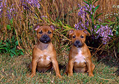 PUP 14 CE0113 01
Two Staffordshire Bull Terrier Puppies Sitting In Field By Purple Flowers