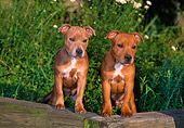 PUP 14 CE0114 01
Two Staffordshire Bull Terrier Puppies Standing On Wood In Garden