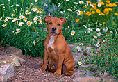 PUP 14 CE0115 01
Staffordshire Bull Terrier Puppy Sitting In Garden With Yellow And White Flowers
