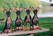 PUP 14 CE0116 01
Four Toy Manchester Terrier Puppies Sitting On Picnic Table By Lake