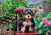 PUP 14 CE0119 01
Yorkshire Terrier Puppy Sitting On Wooden Chair In Garden By Pink Flowers