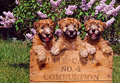 PUP 14 CE0121 01
Three Soft Coated Wheaten Terrier Puppies Standing In Crate By Purple Flowers