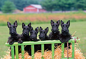 PUP 14 CE0122 01
Six Scottish Terrier Puppies Standing On Straw In Green Cart