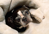 Senior Dog 