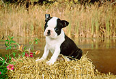 PUP 14 FA0001 01
Boston Terrier Puppy Sitting On Hay Bale By Pond