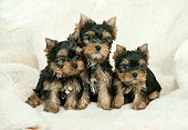 PUP 14 FA0003 01
Three Yorkshire Terrier Puppies Sitting On White Rug