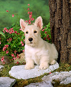 PUP 14 FA0004 01
Tan Scottish Terrier Puppy Sitting On Stone By Tree