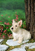 PUP 14 FA0004 02
Tan Scottish Terrier Puppy Sitting On Stone By Tree