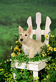 PUP 14 FA0005 01
Tan Scottish Terrier Puppy Sitting On White Chair With Yellow Flowers
