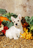 PUP 14 FA0006 01
Tan Scottish Terrier Puppy Sitting By Flowers And Pumpkin