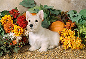 PUP 14 FA0006 02
Tan Scottish Terrier Puppy Sitting By Flowers And Pumpkin