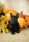 PUP 14 FA0007 01
Black Scottish Terrier Puppy Sitting By Flowers And Pumpkins