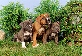 PUP 14 FA0008 01
Three American Staffordshire Terrier (Pit Bull) Puppies Sitting On Grass By Shrubs