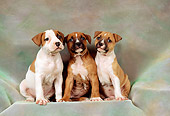 PUP 14 FA0009 01
Three American Staffordshire Terrier (Pit Bull) Puppies Sitting On Gray Cloth