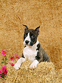 PUP 14 FA0011 01
American Staffordshire Terrier (Pit Bull) Puppy Laying On Hay Bale