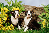 PUP 14 FA0014 01
Two Boston Terrier Puppies Sitting On Grass By Log And Flowers