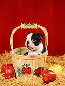 PUP 14 FA0017 01
Boston Terrier Puppy Sitting In Basket By Apples
