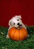 PUP 14 FA0018 01
West Highland White Terrier Puppy Chewing On Pumpkin
