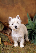 PUP 14 FA0019 01
West Highland White Terrier Puppy Standing On Grass By Ferns