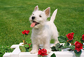 PUP 14 FA0026 01
West Highland White Terrier Puppy Standing On White Lattice By Red Roses