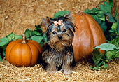 PUP 14 FA0029 01
Yorkshire Terrier Puppy Sitting On Hay By Pumpkins