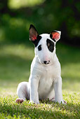 PUP 14 KH0003 01
Bull Terrier Puppy Sitting In Field