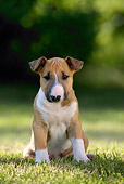 PUP 14 KH0004 01
Bull Terrier Puppy Sitting In Field