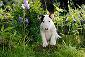 PUP 14 KH0005 01
Bull Terrier Puppy Standing On Rock By Purple Flower In Field
