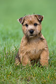 PUP 14 KH0006 01
Norwhich Terrier Puppy Sitting In Field