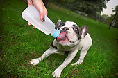PUP 14 MQ0001 01
French Bulldog Puppy Drinking From Water Bottle On Grass