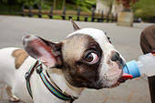 PUP 14 MQ0002 01
Head Shot Of French Bulldog Drinking Water From Water Bottle