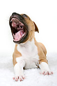 PUP 14 NR0001 01
Staffordshire Bull Terrier Puppy Yawning On White Seamless