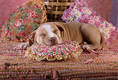 PUP 14 RC0001 01
Portrait Of American Pit Bull Terrier Puppy Sleeping On Pillow Studio