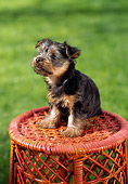 PUP 14 RC0003 01
Portrait Of Yorkshire Terrier Puppy Sitting On Red Wicker Stool On Grass