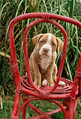 PUP 14 RC0006 01
Portrait Of American Pit Bull Terrier Puppy Sitting On Red Wicker Chair By Grass
